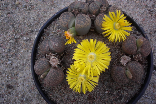 lithops aucampiae